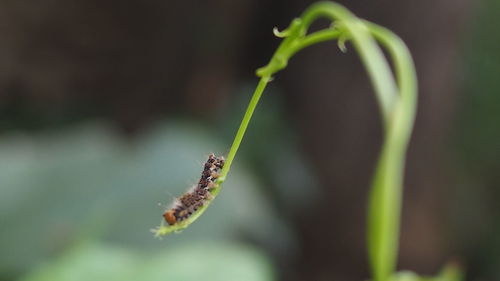 Close-up of insect on plant