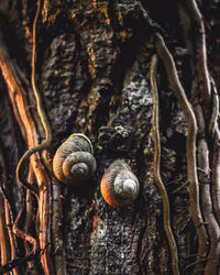 Close-up of snail on tree trunk