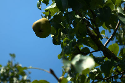Low angle view of fruit growing on tree against sky