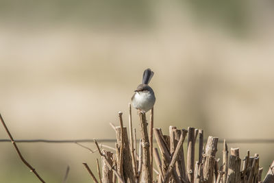 Close-up of bird perching on plant