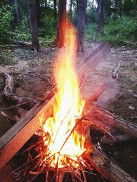 Bonfire in forest