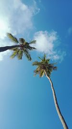 Low angle view of palm tree against sky