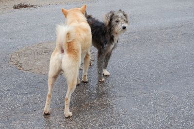 High angle view of dog standing on road