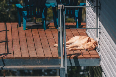 Dog sleeping on wooden terrace