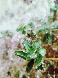 Close-up of wet plant