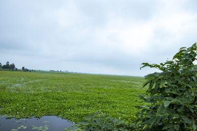 Scenic view of field against sky