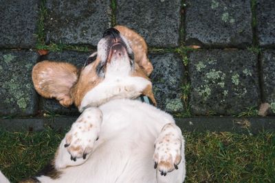 High angle view of dog on field