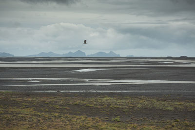 Bird flying over sea