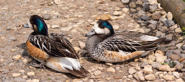 Mallard ducks on rock