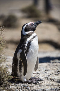 Close-up of penguin on land