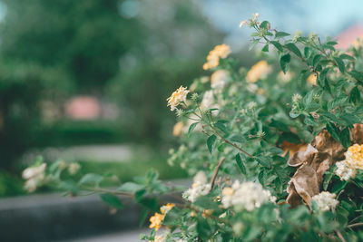 Close-up of bee pollinating on flowering plant