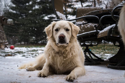 Portrait of dog sitting on snow