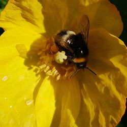 Close-up of bee on yellow flower