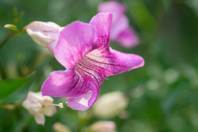 Close-up of pink rose flower