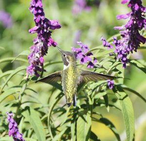 Close-up of bird perching on purple flower