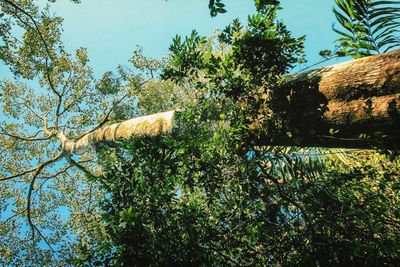 Low angle view of trees against sky