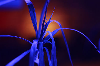 Close-up of plant placed in fluorescent light against colored background
