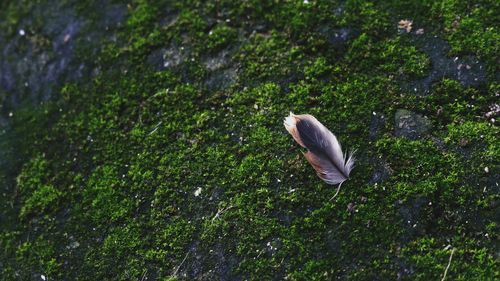 High angle view of a feather on moss