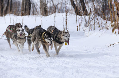 View of dogs on snow covered land