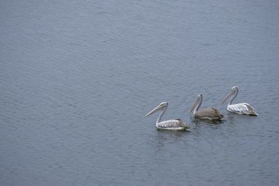 Swan in a lake