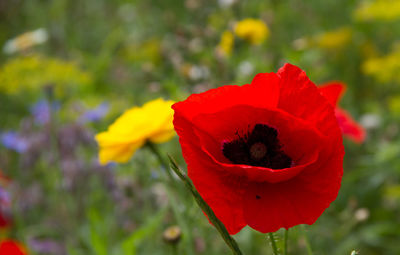 Close-up of red poppy flower