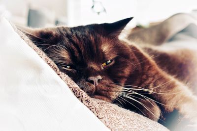 Close-up of cat looking away