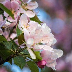 Close-up of pink cherry blossoms