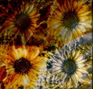 Close-up of dried flowers