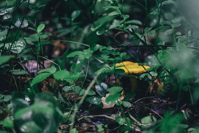 Close-up of yellow mushroom growing on field