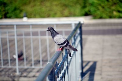 Close-up of seagull perching on railing