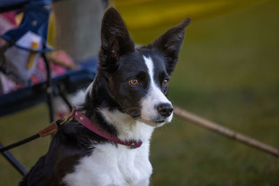 Border collie with white chest and blaze, waiting for his turn to compete at a sheepdog trial.
