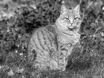 Portrait of a cat on field