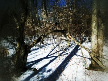 Close-up of tree branches against sky