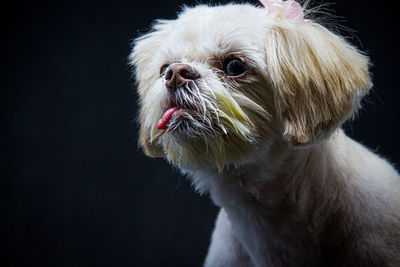 Close-up of dog looking away