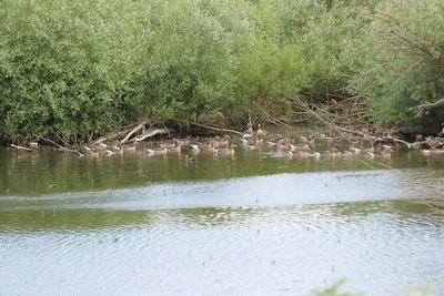 Scenic view of lake