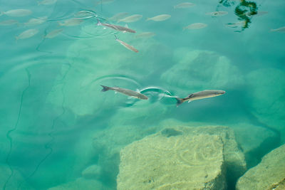 High angle view of fish swimming in sea