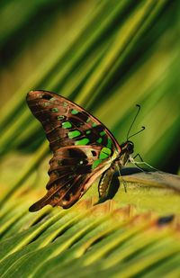 Close-up of butterfly on flower