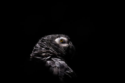 Close-up of grey parrot against black background 