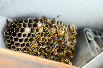 High angle view of bee on leaf