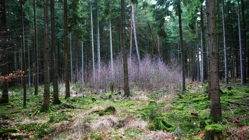 View of trees in forest