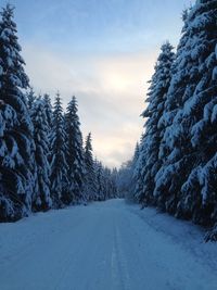 Snow covered landscape