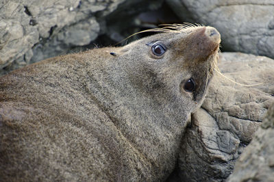 Seal on rock formation