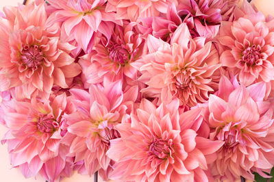 Full frame shot of pink dahlia flowers