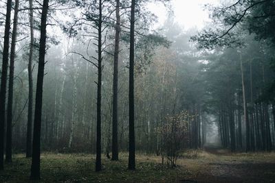 Trees in forest against sky