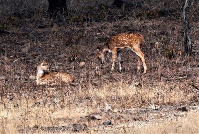 Deer in the forest