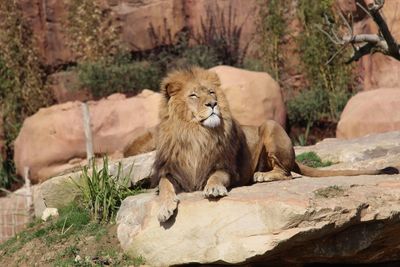 Lion looking away while sitting on rock