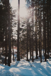 Trees in forest during winter