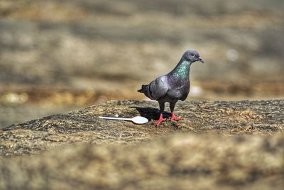 Close-up of bird perching on field