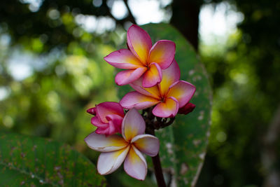 Close-up of pink flowering plant