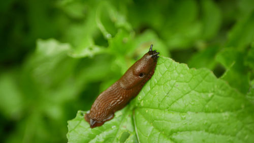 Close-up of insect on leaf